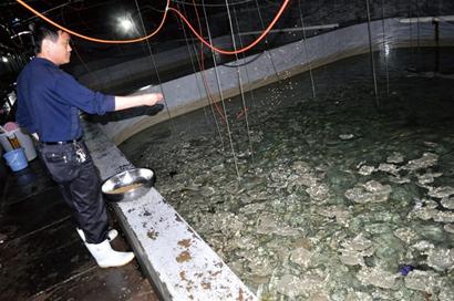 青島沿海沒(méi)魚(yú)吃加工廠關(guān)門(mén) 金鉤海米消失