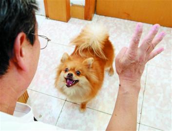 青島2歲天才狗精通數(shù)學 會算10以內加減法(