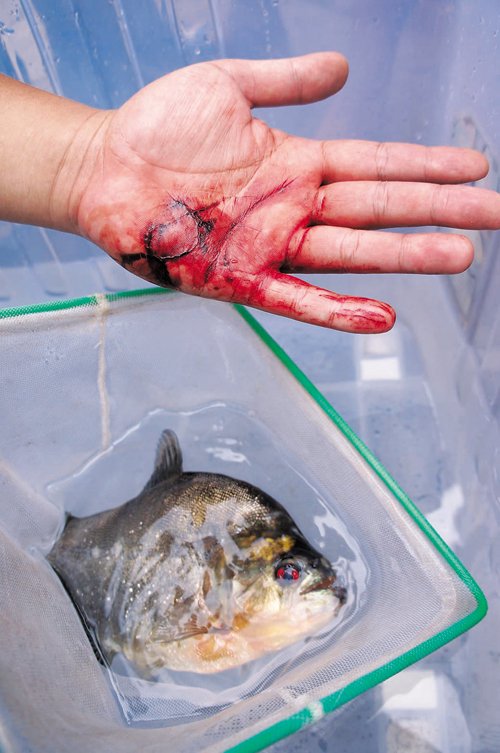 　食人魚將張先生的手咬傷。本報(bào)記者 卿要林?jǐn)z