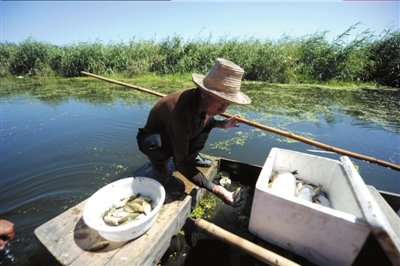 事發(fā)10天后，白洋淀中還有不少死魚(yú)。本報(bào)記者潘之望攝