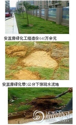 溫州安置房工程水泥地上種樹(shù) 網(wǎng)友稱神一般工程