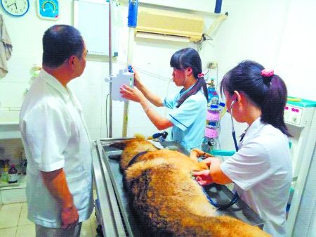 8月11日，搶救中的警犬“雷鳴”