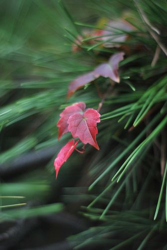 八大關(guān)葉色醉人:數(shù)樹(shù)深紅出淺黃