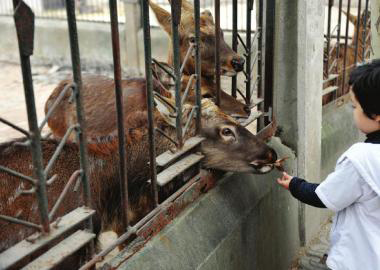  11月2日，成都市動(dòng)物園里，一名游客喂養(yǎng)鹿群。