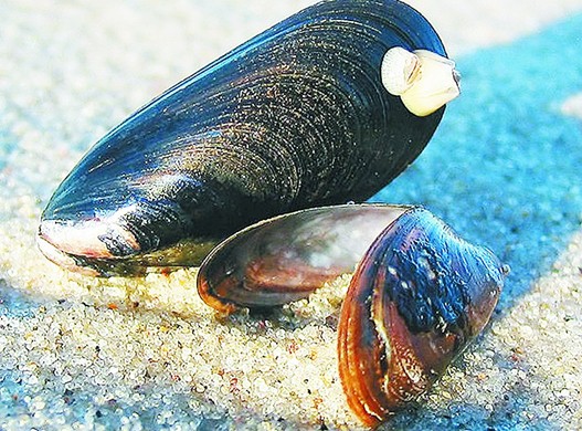 香港進口紫貽貝檢出毒素 青島吃貨擔(dān)心海虹有毒