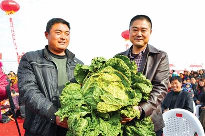 大個(gè)白菜蘿卜漸遭市場淘汰
