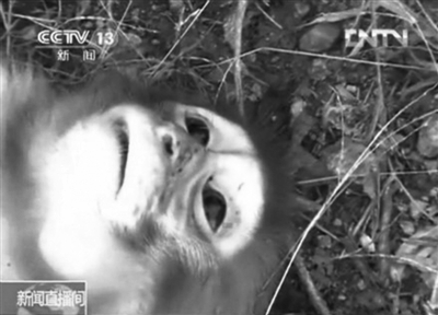 在資溪縣一國有林場，剛剛被槍殺的獼猴。