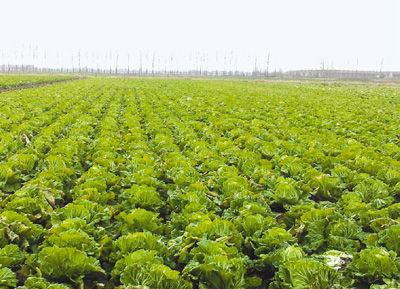 圖為青島超銀學(xué)校農(nóng)場里種植的大白菜。 本報(bào)記者 宋學(xué)春攝 