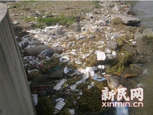 在橫潦涇河堤上，死豬橫七豎八躺著。新民網記者卜春艷 現(xiàn)場回傳