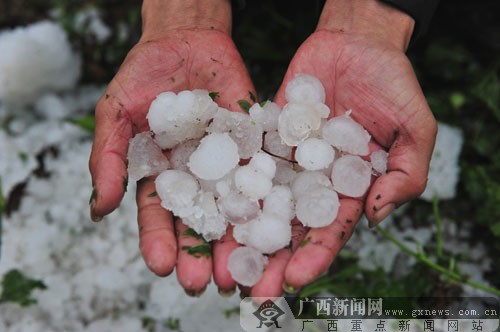 忻城縣北更鄉(xiāng)鳳凰村的村民撿起遺留的冰雹。