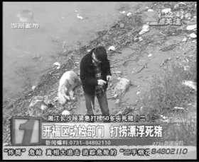 開福區(qū)相關(guān)部門負(fù)責(zé)人在三汊磯大橋湘江邊調(diào)查漂來的死豬。