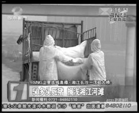 相關(guān)部門組織附近居民清理死豬。據(jù)現(xiàn)場工作人員稱，這樣的貨車清了好幾車。