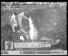 工作人員將死豬在附近深埋處理，拋撒大量消毒粉。視頻截圖